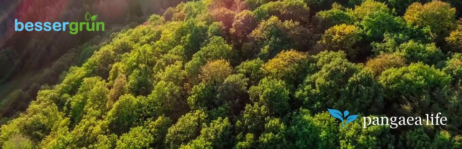 Patenschaft BUCHEN-URWALD